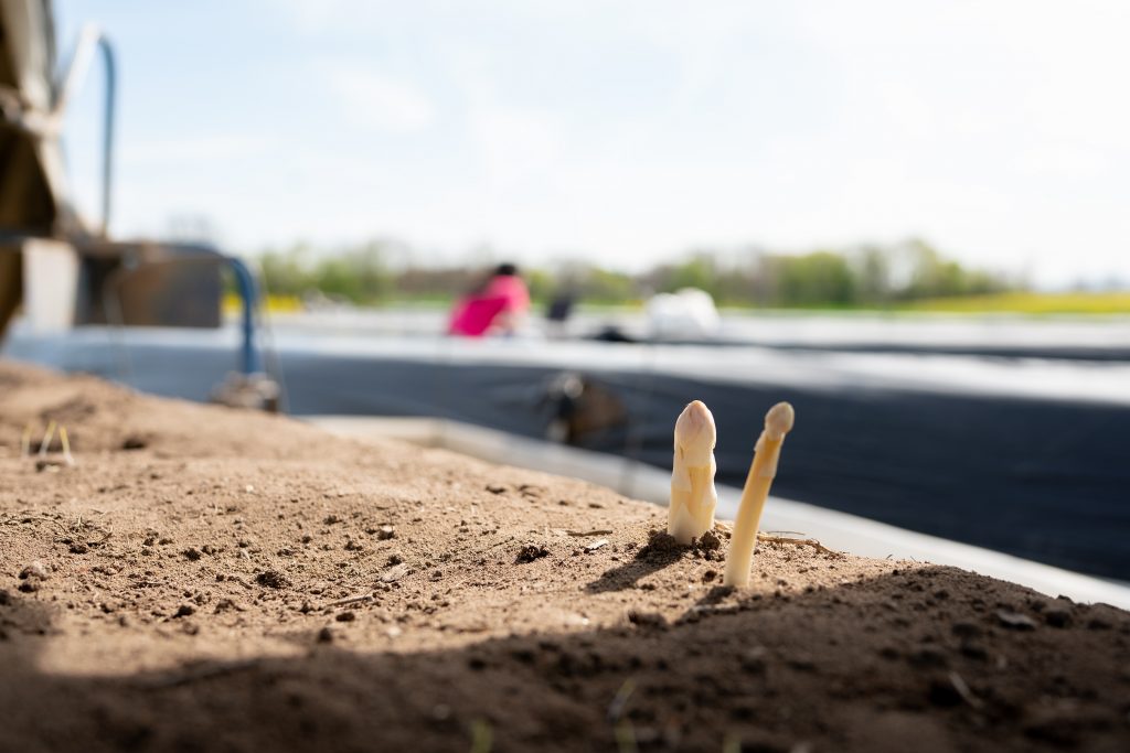 Spargelspitzen schauen heraus - höchste Zeit für die Ernte