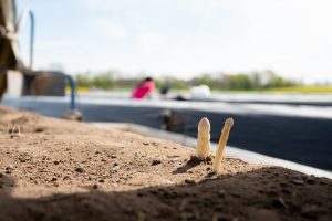 Spargelspitzen schauen heraus - höchste Zeit für die Ernte